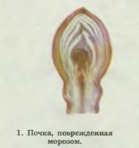 Краткий определитель вредителей и болезней 