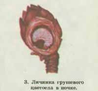 3. Личинка грушевого цветоеда в почке
