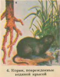 4. Корни, поврежденные водяной крысой