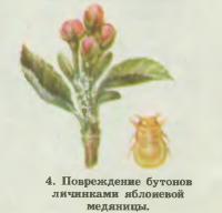 4. Повреждение бутонов личинками яблоневой медяницы