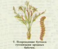 7. Повреждение бутонов гусеницами вредных бабочек