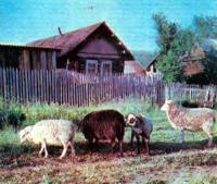 Бараны на выпасе