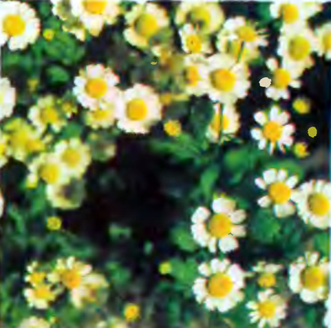 Цветы пиретрум