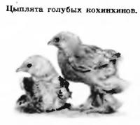 Цыплята голубых кохинхинов