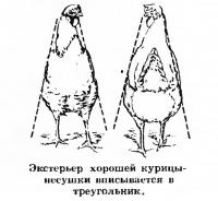 Экстерьер хорошей курицы-несушки