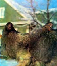 Голубые кохинхинки