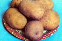Выращивание картофеля из ростков