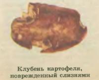 Клубень картофеля, поврежденный слизнями