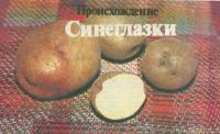 Новый сорт картофеля Синеглазка