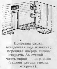 Кохинхины из хозяйства Г. Г. Костюкова