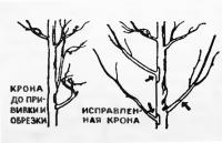 Крона до и после прививки и обрезки