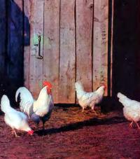 История изучения изменения пола у куриц