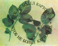 Как уберечь картофель от болезни фитофтороз