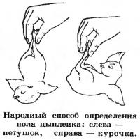 Выбор подходящих пород кур