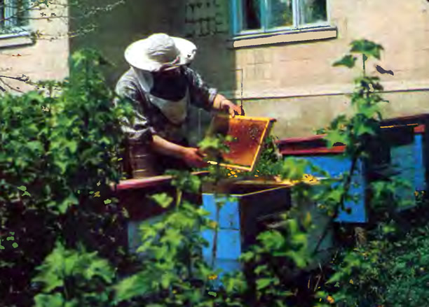Пчеловод на пасеке