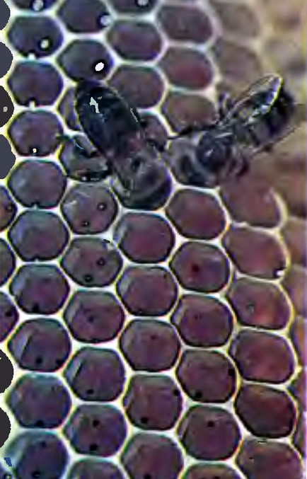 Пчелы на сотах