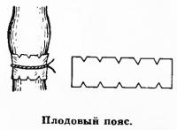 Плодовый пояс