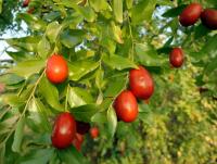 Плоды зифиуса на дереве