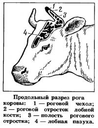 Продольный разрез рога коровы