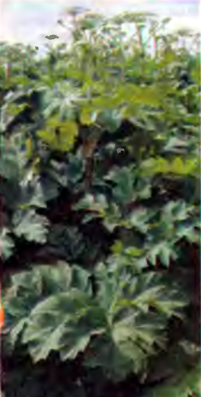 Растение Борщевик Сосновского