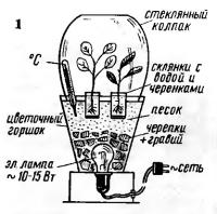 Черенкование комнатных растений