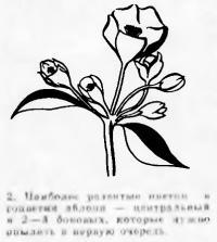 Рис. 2. Наиболее развитый цветок в соцветии
