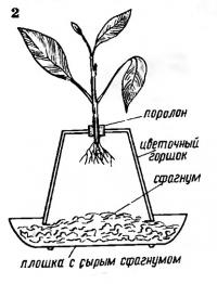 Рис. 2. Плошки с сырым сфагнумом