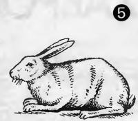 Рис. 5. Кролики с угловатой спиной