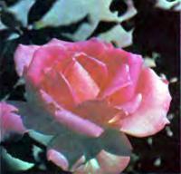 Роза сорта Эйфель товорн (чайно-гибридная)