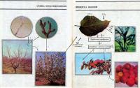 Схема продукционного процесса накопления органического вещества