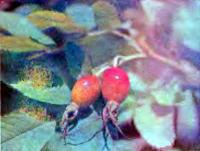 Спелые ягоды шиповника