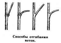 Способы отгибания веток