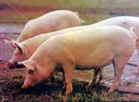 Выбор породы свиней для выращивания
