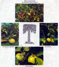 Типы плодоношения на разных частях яблони