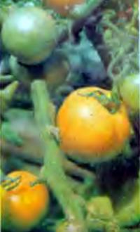 Томаты сорта Апельсиновые