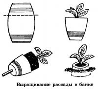 Выращивание рассады в банке