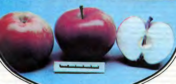 Яблоки сорта Лобо