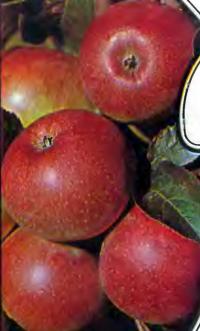 Устойчивые к парше сорта яблонь