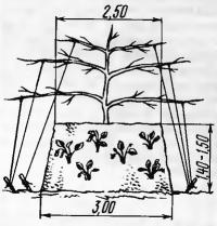 2. Центральное дерево и земляника на склонах сопки (вид сбоку)