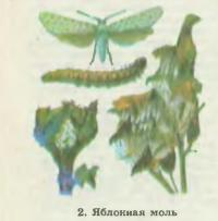 2. Яблонная моль