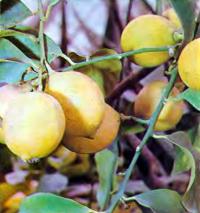 Богатый урожай лимонов