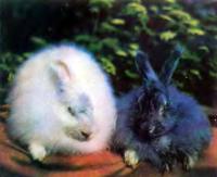 Черный и белый пуховые кролики