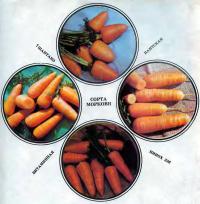 Сорта моркови и основы выращивания