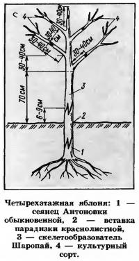 Четырехзтажная яблоня