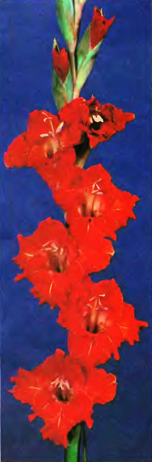 Цветы гладиолусы