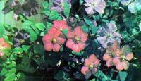 Клематис — декоративное растение для сада