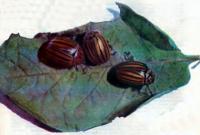 Колорадский жук — способы борьбы с вредителем