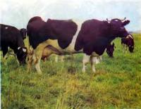 Знаменитая черно-пестрая порода коров