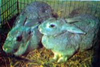 Разведение кроликов в сильные морозы