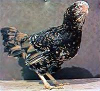 Курица орловской породы (ситцевой расцветки)